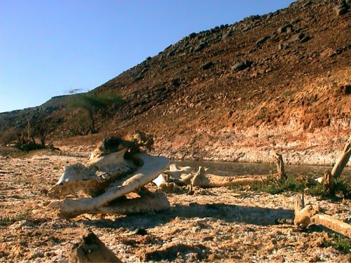 Mauritania_Adrar - 40 Mauritania_Adrar - 40