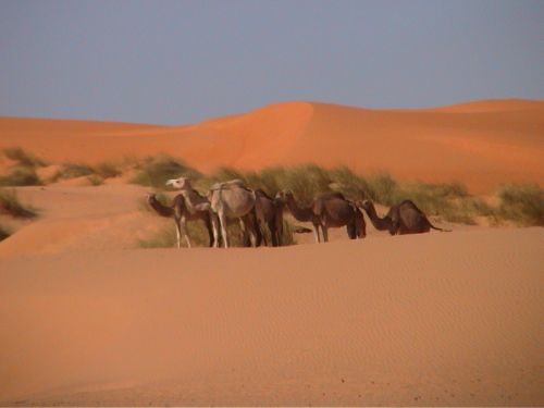 Mauritania_HodhElGharbi - 49